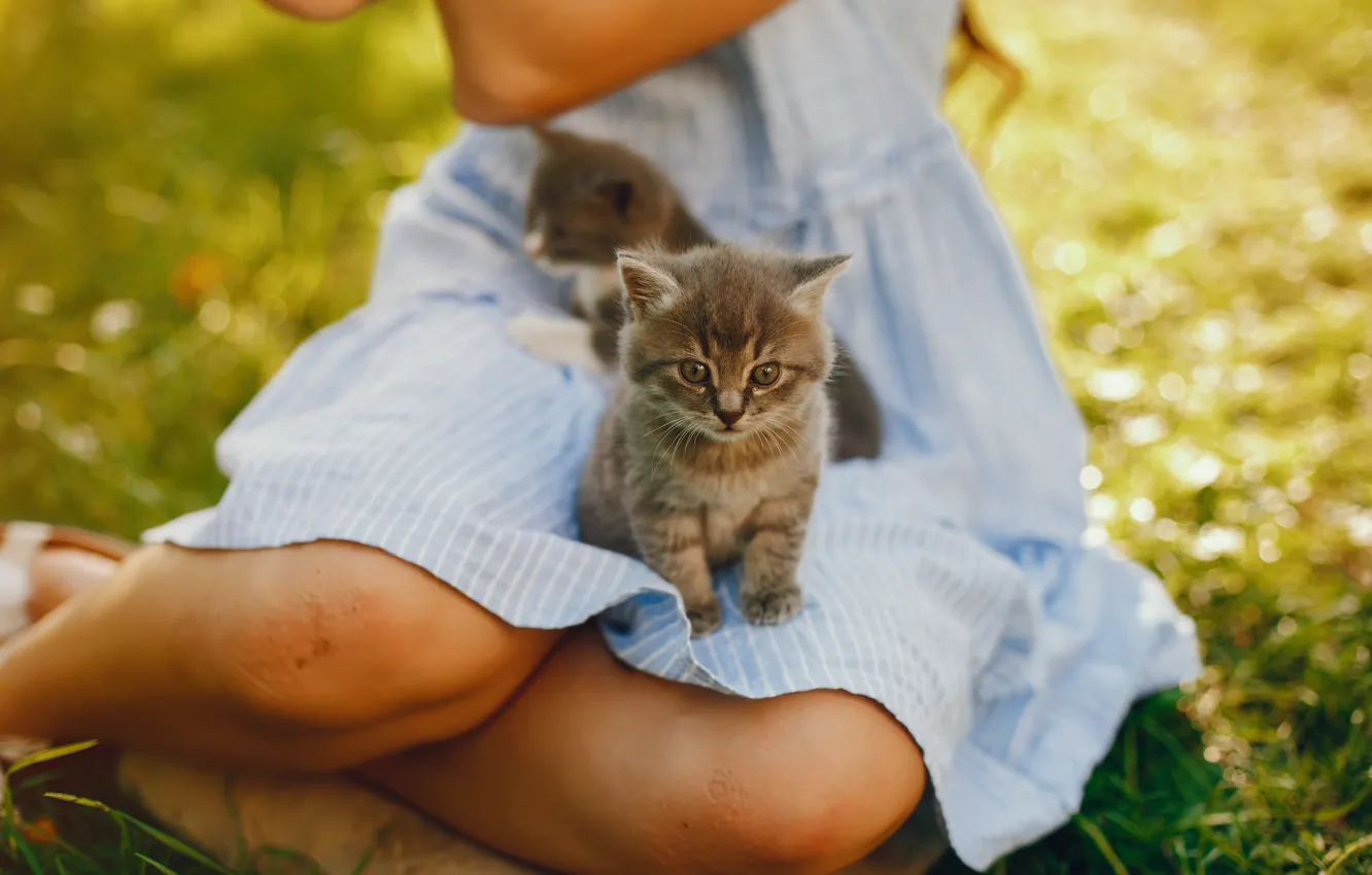 Фото обои котенок, девочка, колени