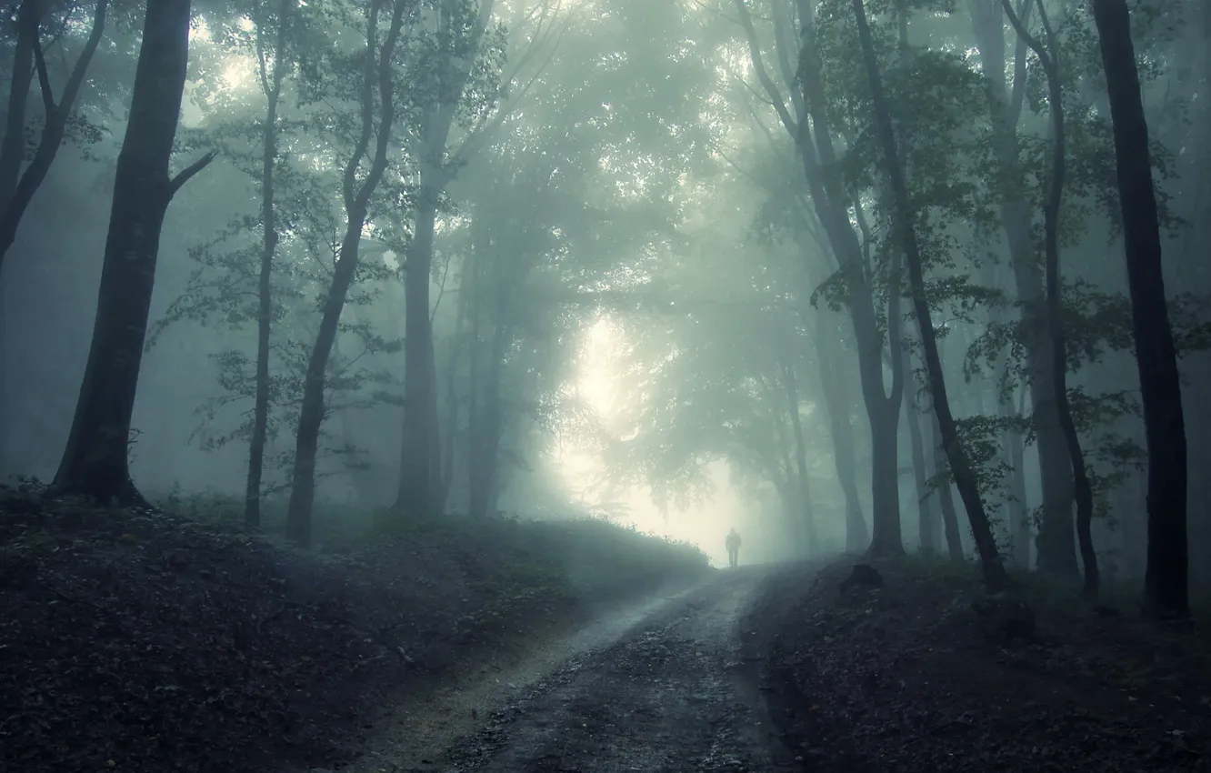 Фото обои туман, страх, мрак, человек, Лес, призрак, непредвиденность