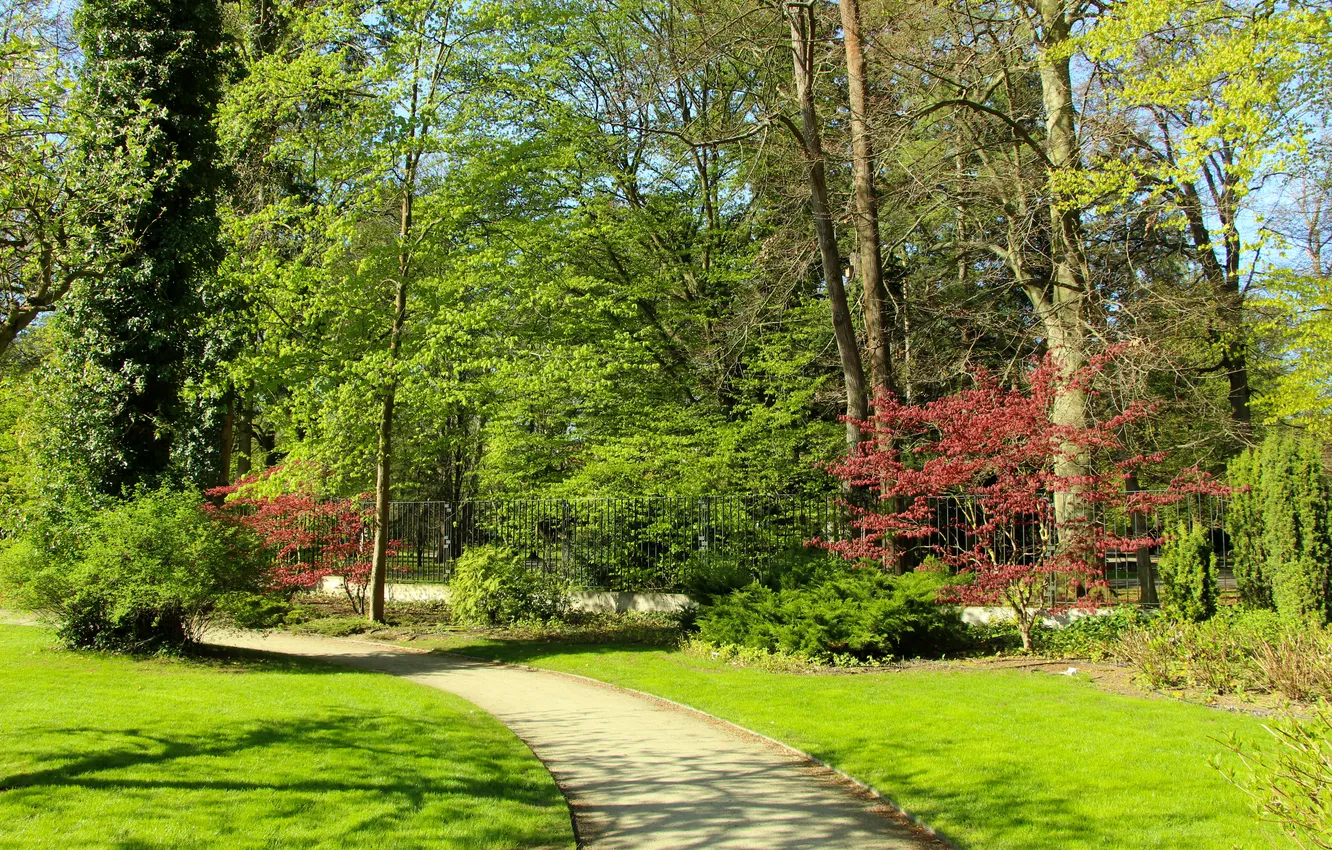 Фото обои park, spring, alley