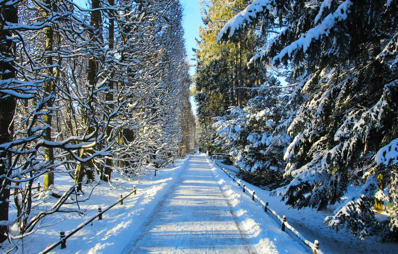 Фото обои park, winter, snow, alley