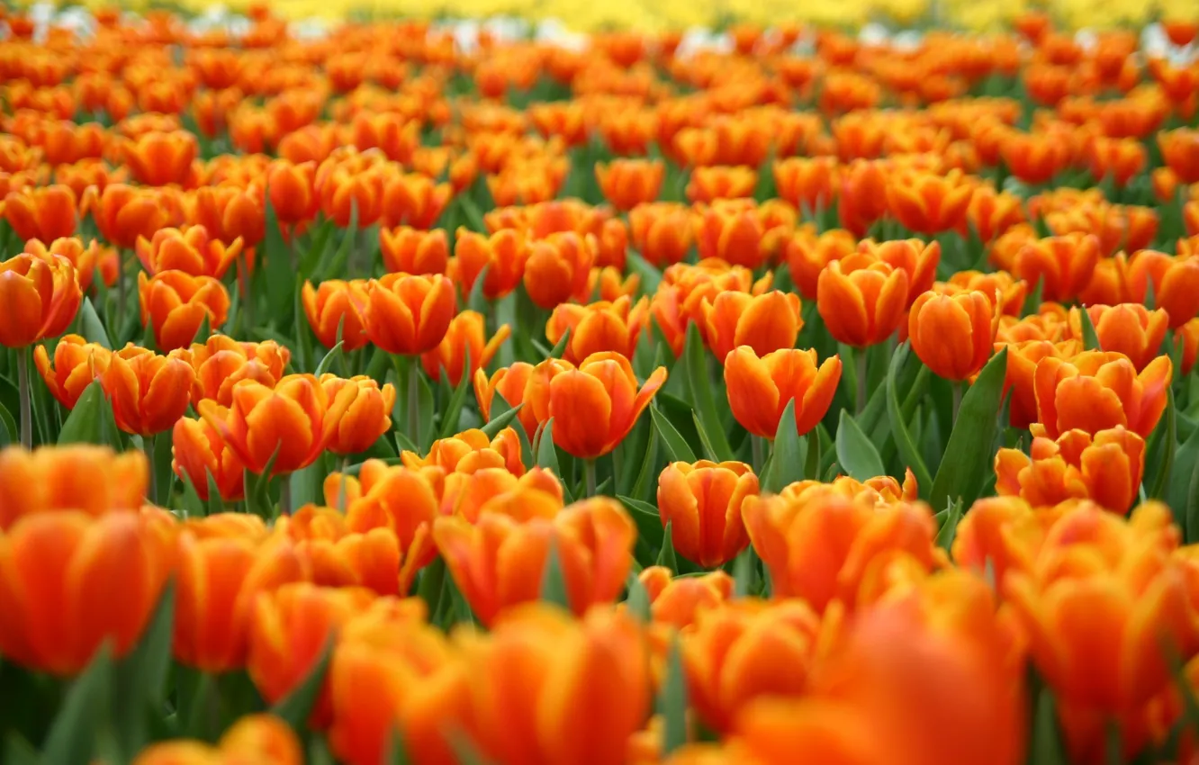 Фото обои цветы, природа, поле тюльпанов