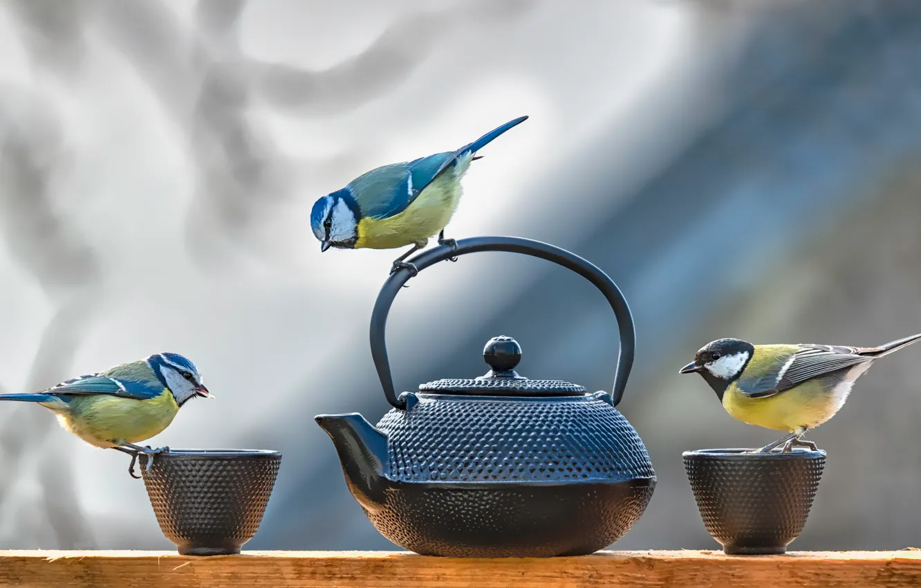 Фото обои птицы, стол, фон, чайник, чашки, посуда, три, доска