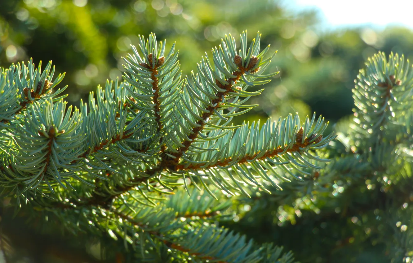 Фото обои pine, spruce, twig