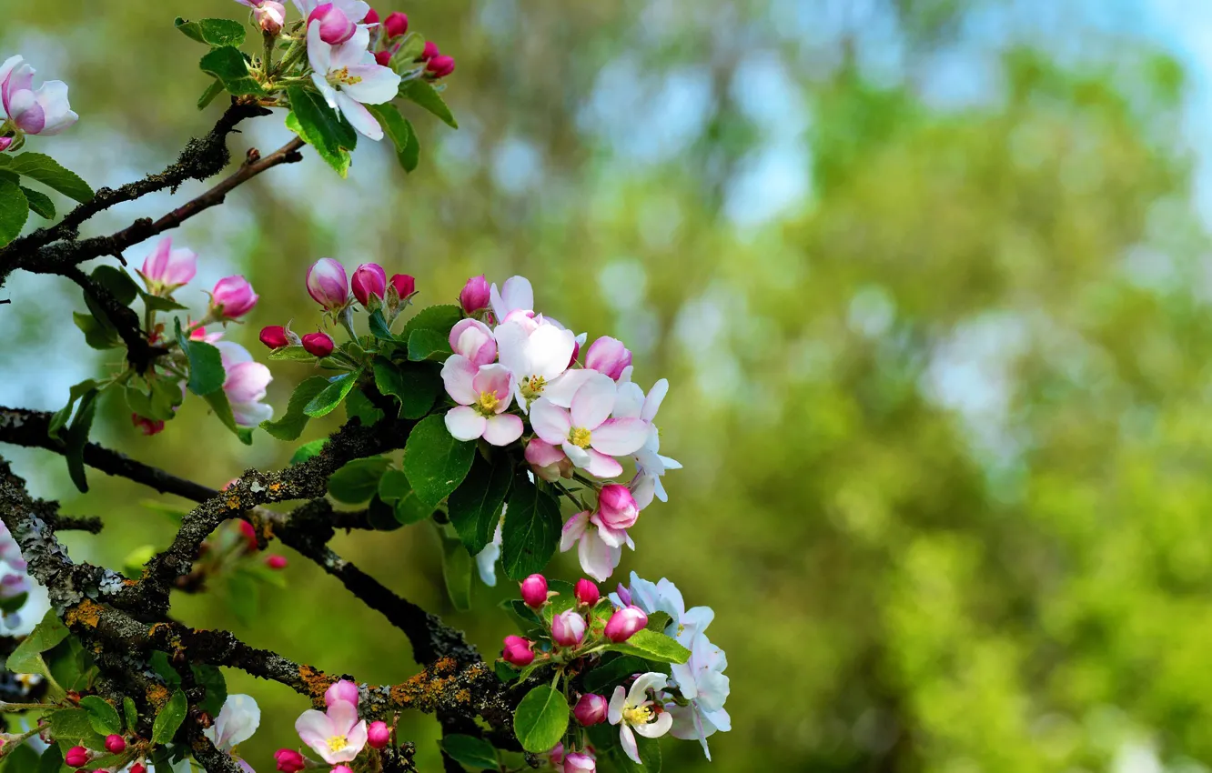 Фото обои ветки, дерево, яблоня, цветение, боке