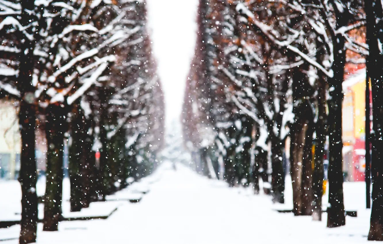 Фото обои зима, снег, деревья, город, Польша, алея, Каунас, Aleksandravičius Photography