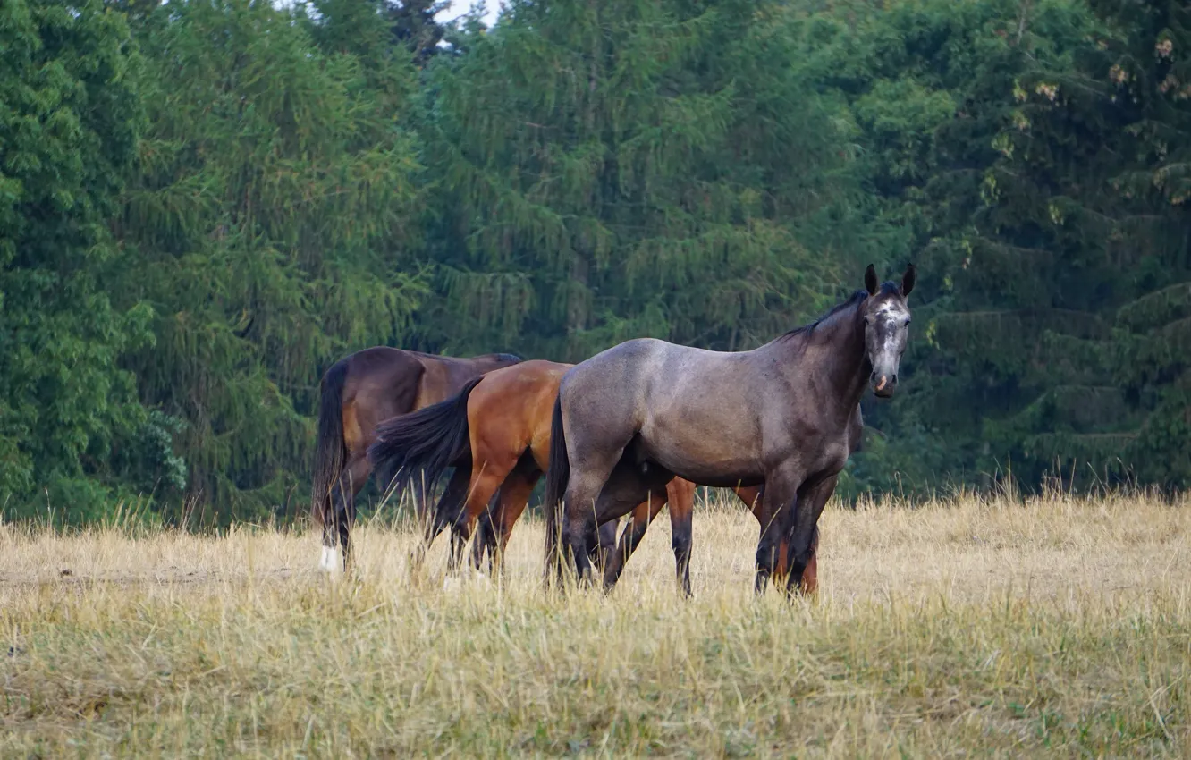 Фото обои поле, лес, кони, лошади, трио, пасутся, три коня