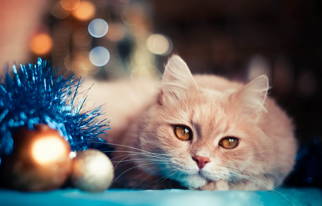 Фото обои кот, праздник, шары, игрушки, новый год, мишура, боке