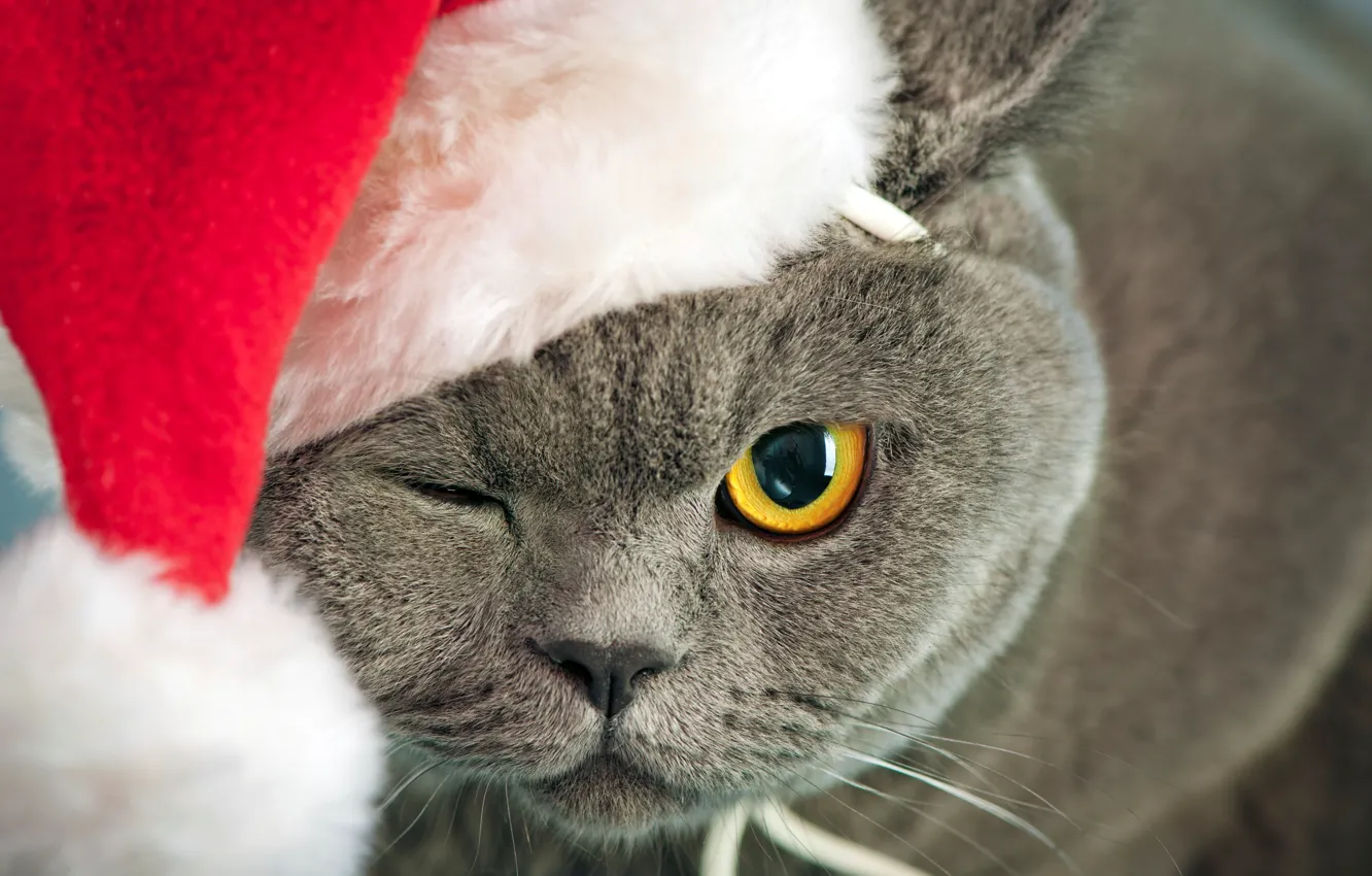 Фото обои кошка, кот, морда, желтый, глаз, серый, шапка, Новый Год