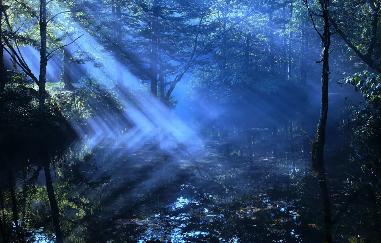 Фото обои лес, лучи, свет, река, дымка
