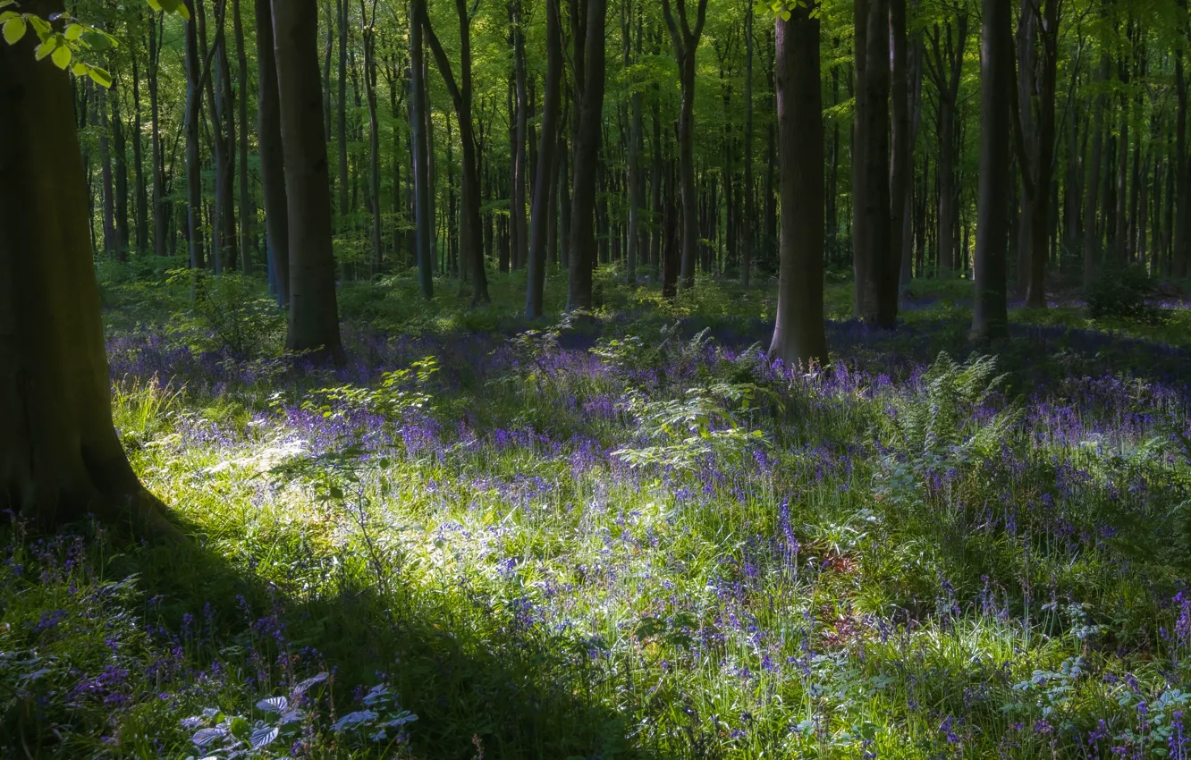 Фото обои зелень, лес, трава, свет, деревья, цветы, поляна, листва
