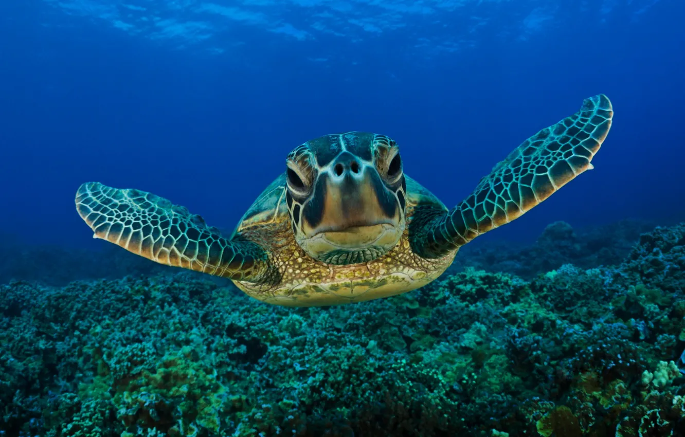 Фото обои море, глаза, морда, вода, морская черепаха