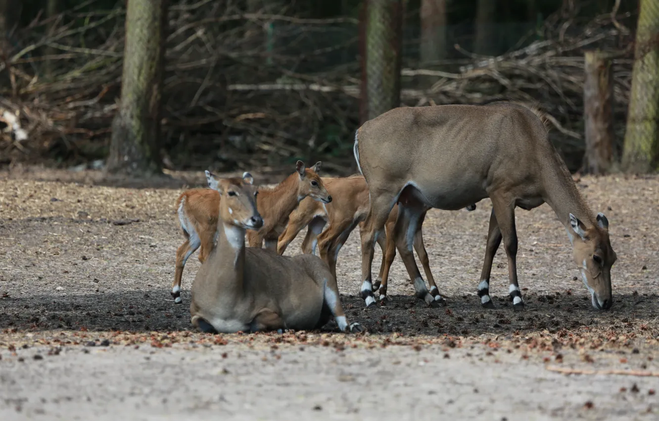 Фото обои Природа, Германия, Парк, Nilgauantilope