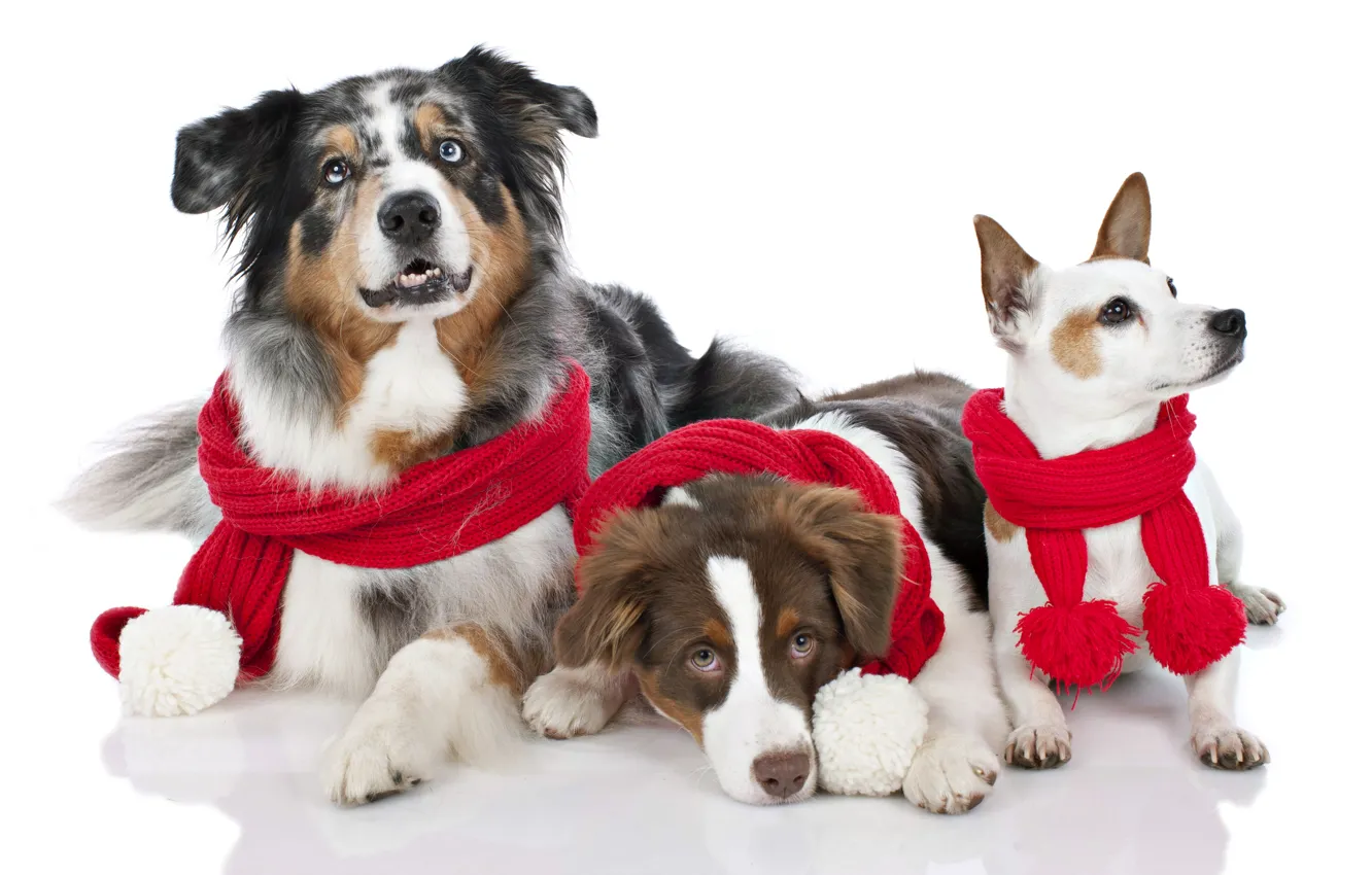 Фото обои праздник, Новый Год, Рождество, Christmas, New Year, dogs