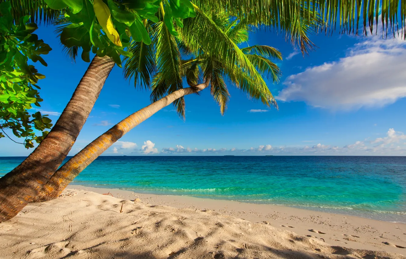 Фото обои пляж, небо, облака, пальмы, Океан, пеоск