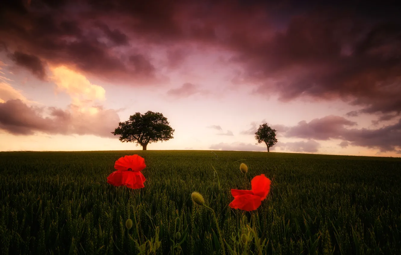 Фото обои поле, облака, деревья, цветы, мак