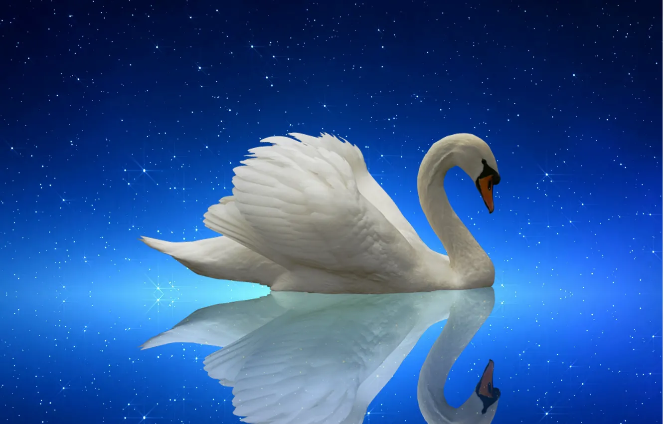 Фото обои swan, nature, night, lake, starry night