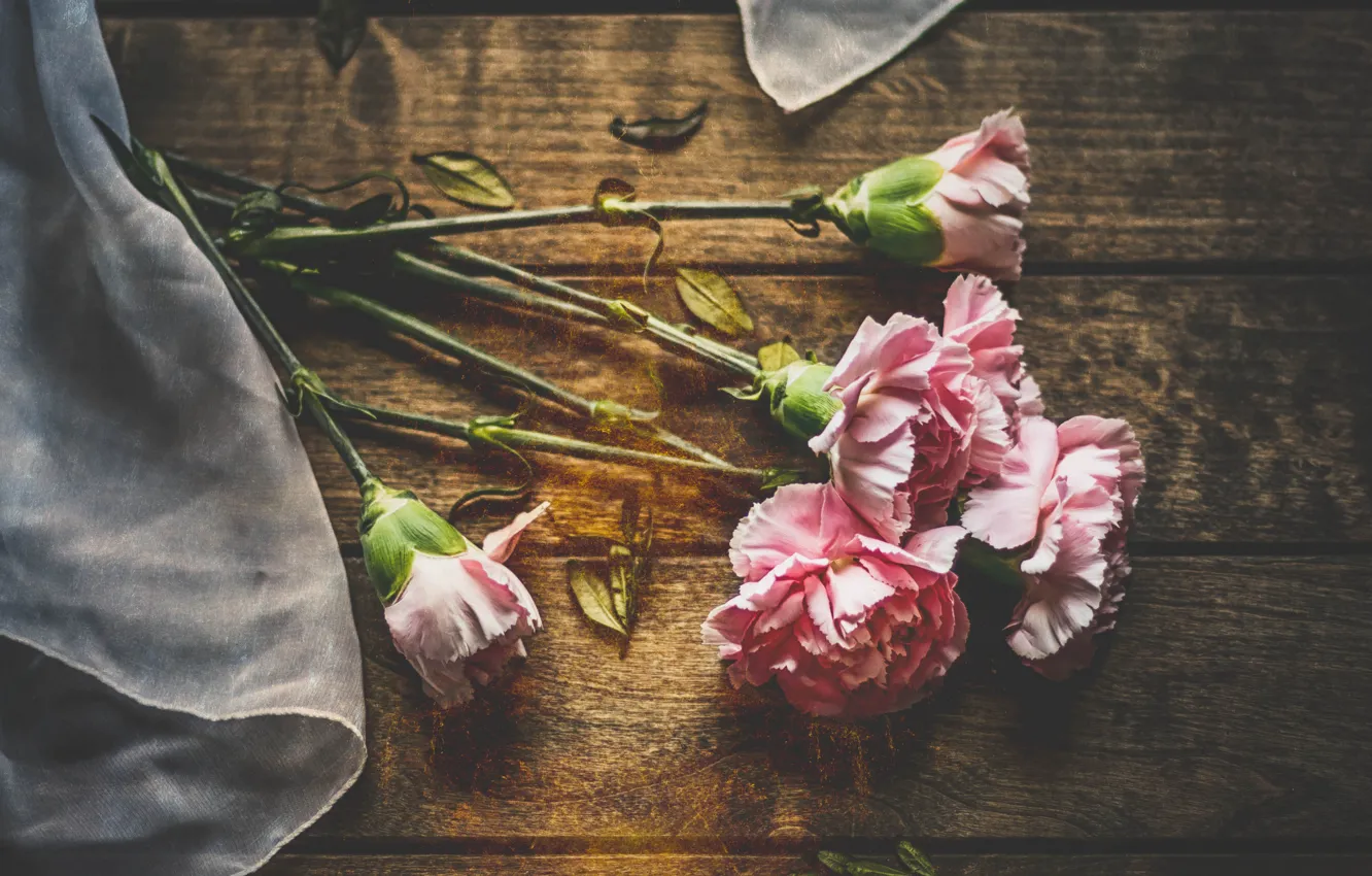 Фото обои цветы, фон, гвоздики