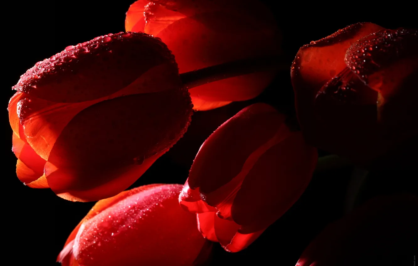 Фото обои вода, капли, макро, цветы, тюльпаны, красные