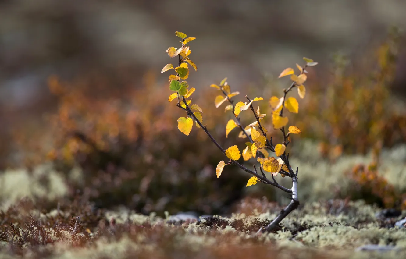 Фото обои осень, листья, макро, дерево, земля, мох