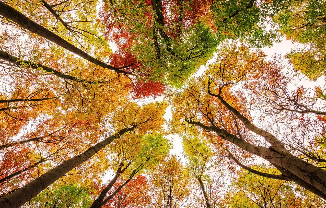 Фото обои осень, небо, листья, деревья, краски