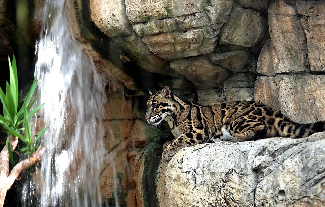 Фото обои скалы, отдых, водопад, хищник, дымчатый леопард