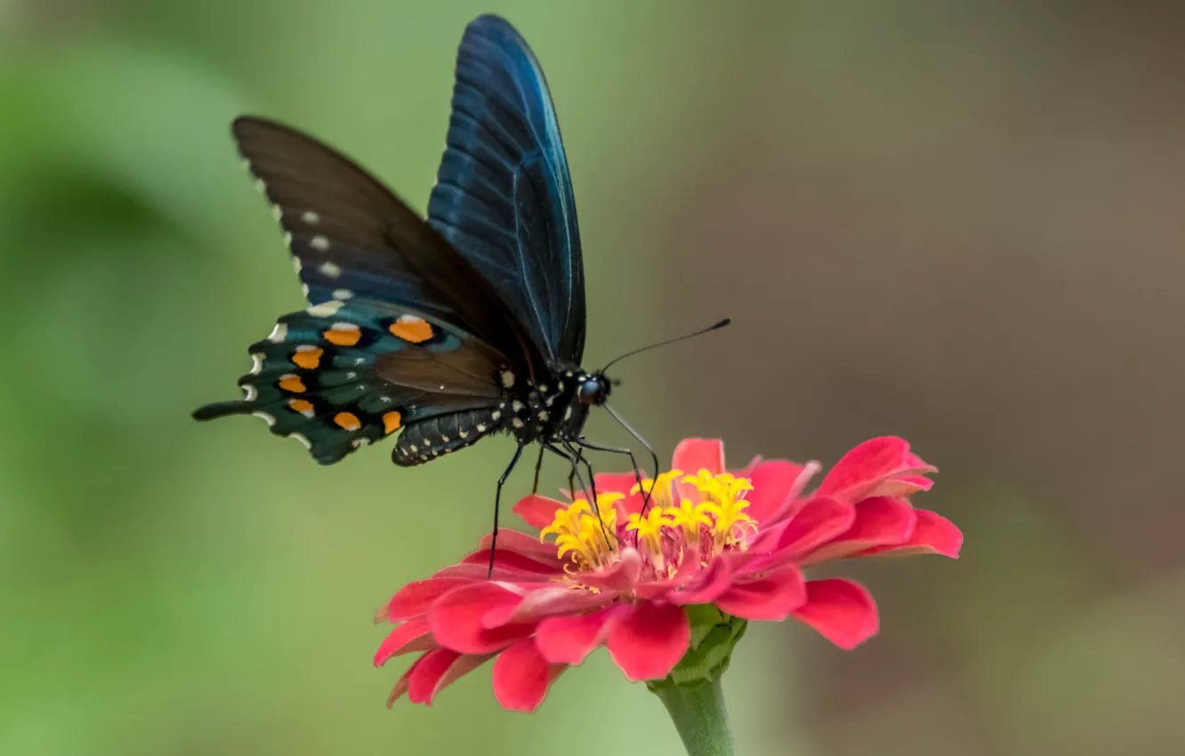 Фото обои цветок, бабочка, краски, крылья, лепестки, мотылек