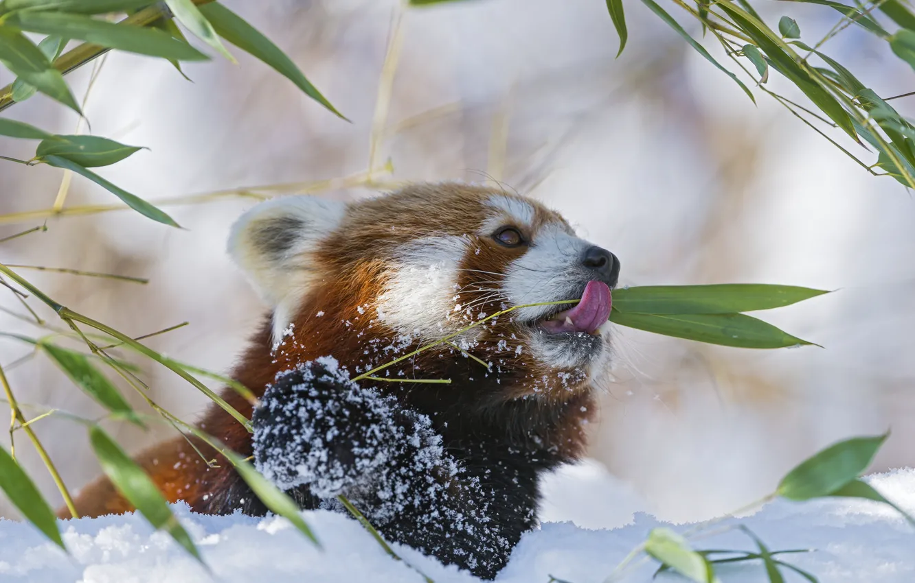 Фото обои зима, язык, снег, ветка, бамбук, красная панда, firefox, малая панда