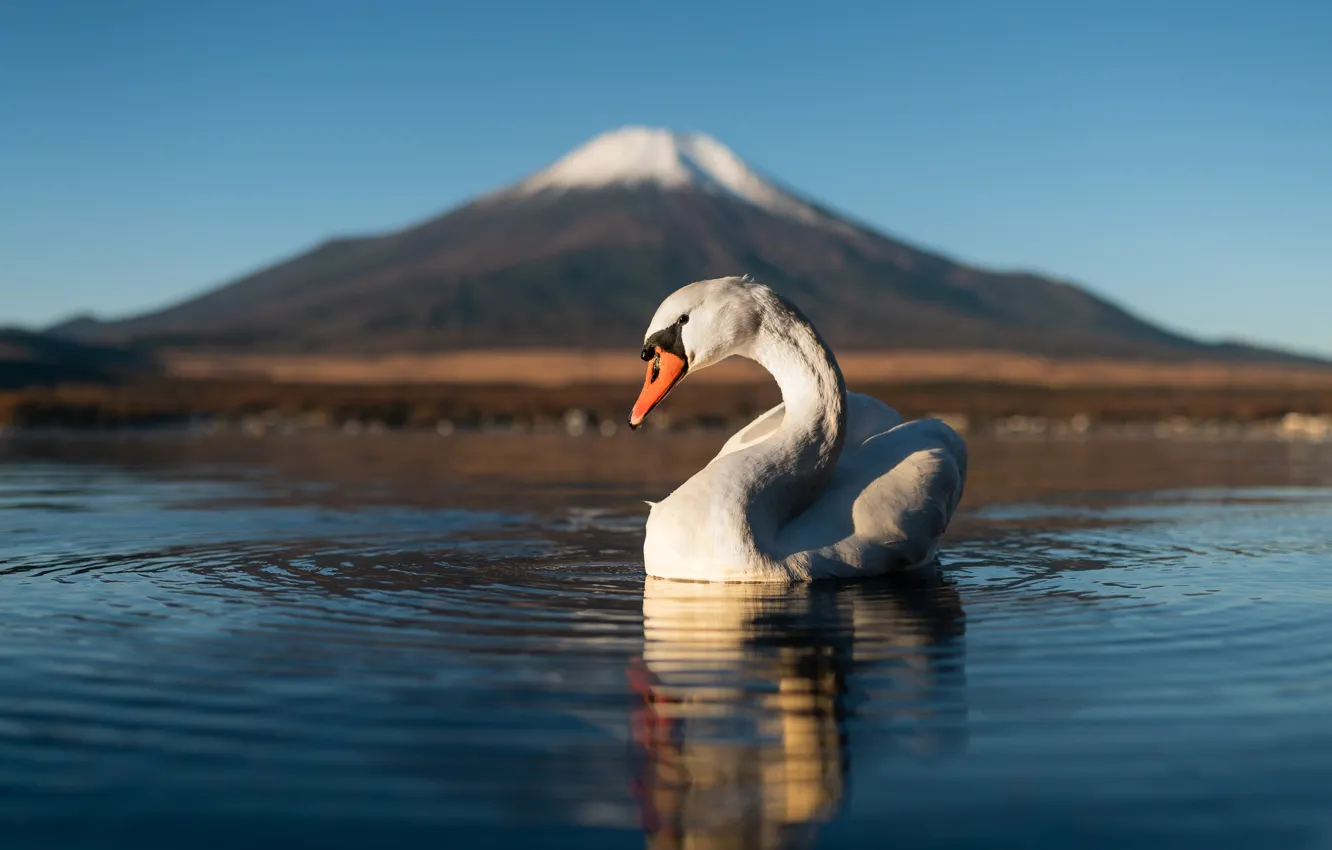 Фото обои вода, озеро, птица, гора, вулкан, Япония, лебедь, Фудзияма