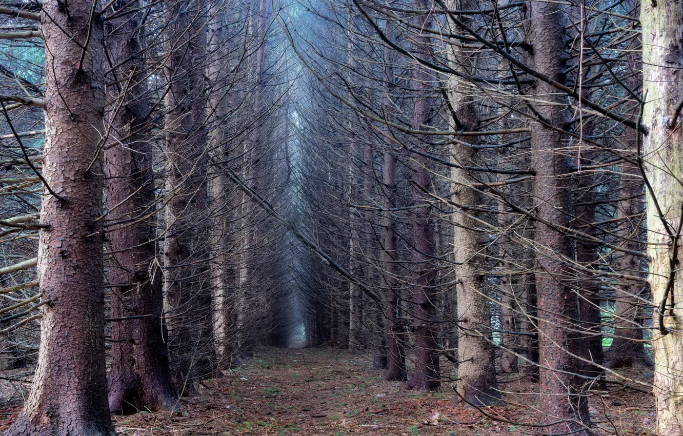 Фото обои лес, деревья, природа