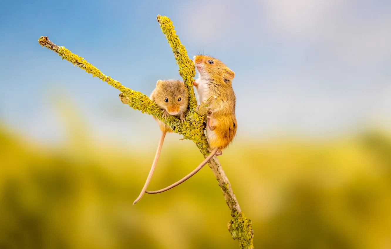 Фото обои фон, ветка, парочка, грызуны, мышь-малютка, мышата