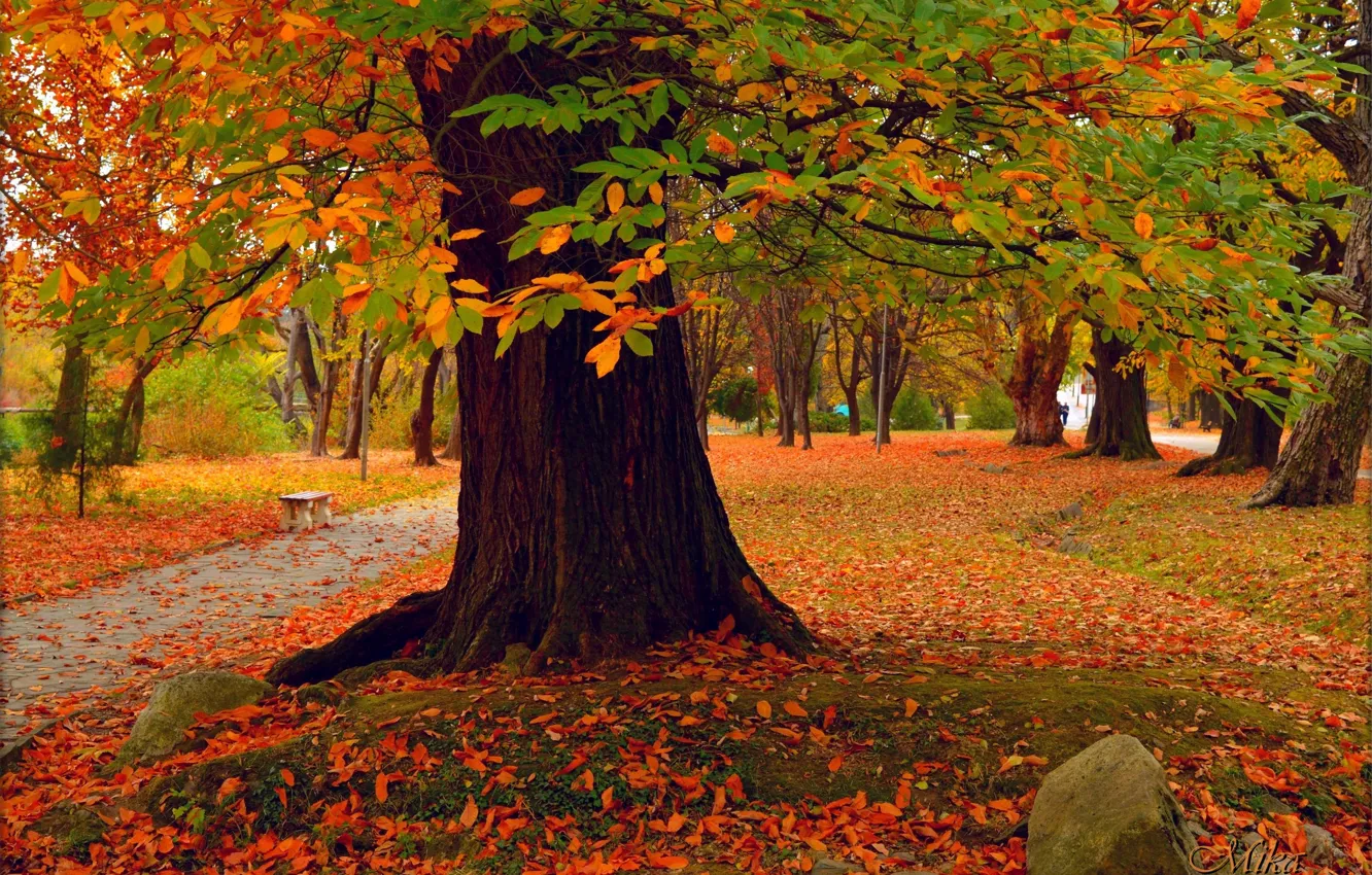 Фото обои Осень, Деревья, Парк, Fall, Park, Autumn