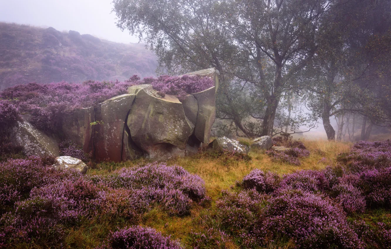 Фото обои деревья, природа, камни, растительность, валуны, England, вереск, Derbyshire