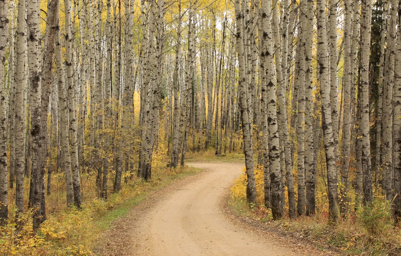 Фото обои colorful, forest, road, trees, beautiful, autumn, leaves, leaf