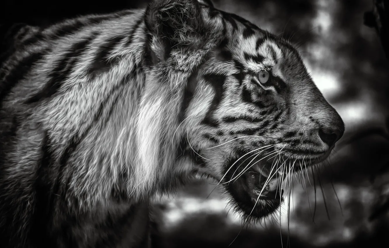 Фото обои морда, тигр, портрет, чёрно-белая, профиль, дикая кошка, монохром