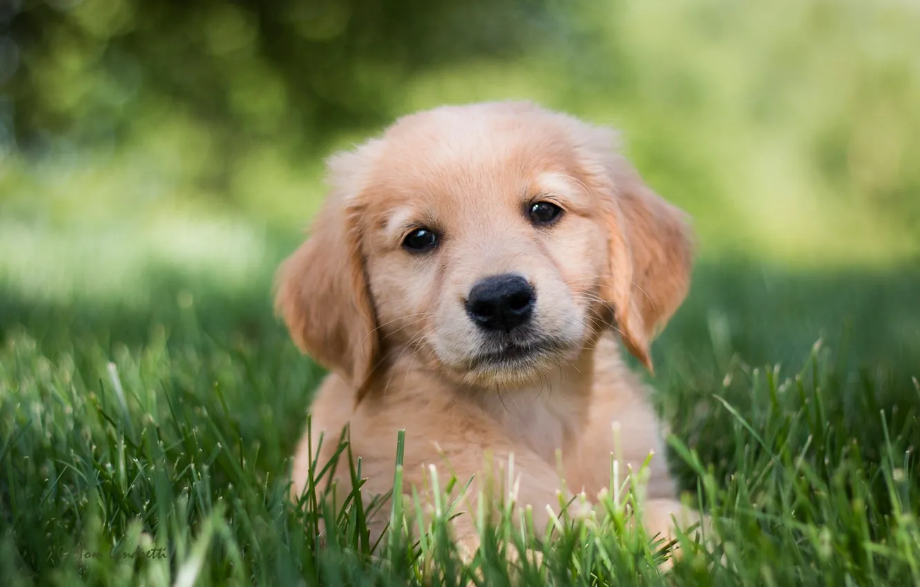 Фото обои трава, взгляд, собака, щенок, Голден ретривер, Золотистый ретривер