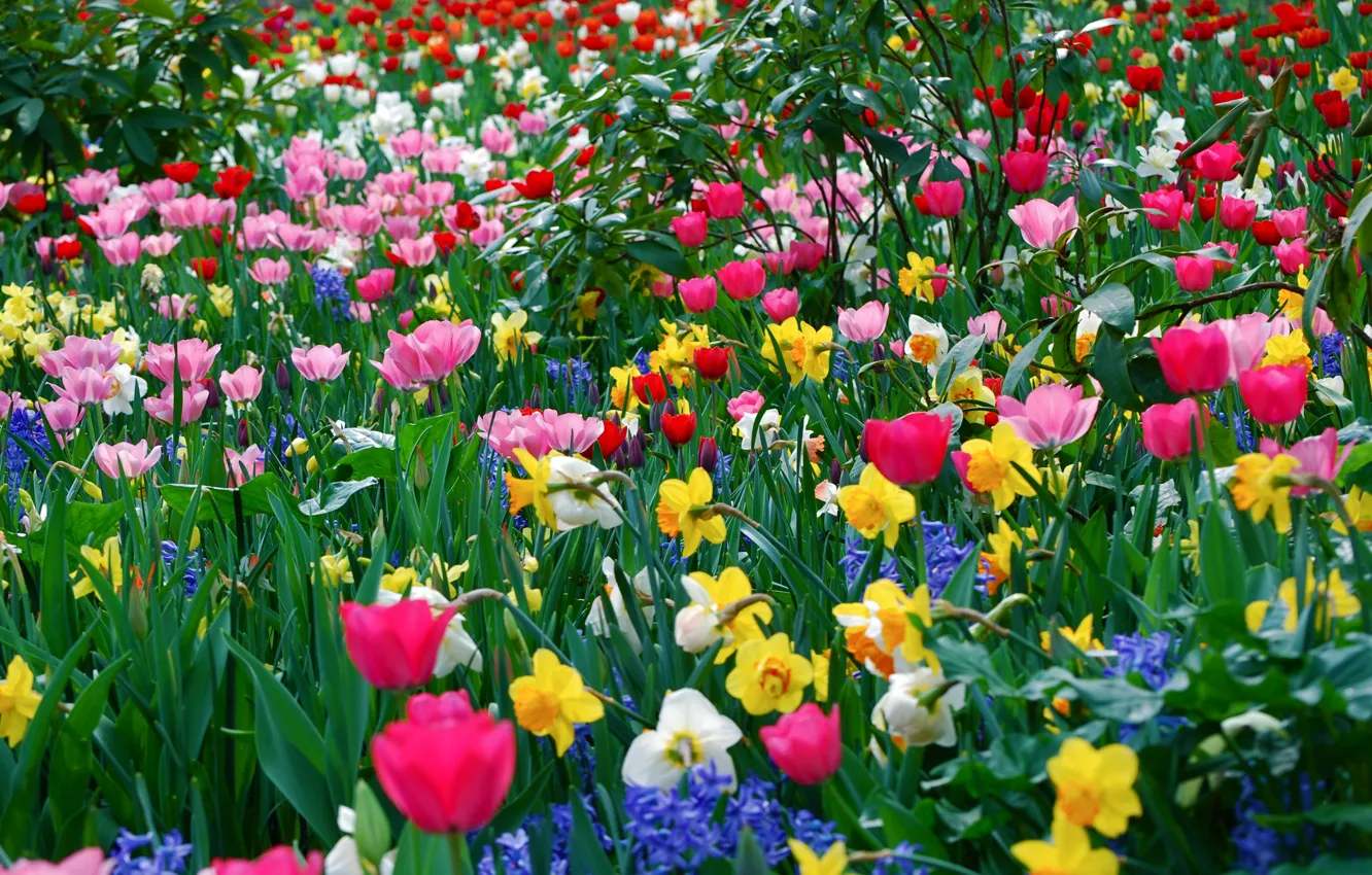 Фото обои цветы, весна, много, разные, весенние обои