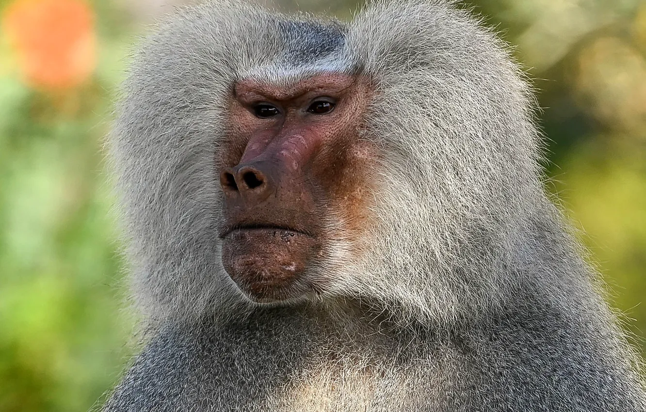 Фото обои nature, Africa, primate, baboon, Hamadryas baboon