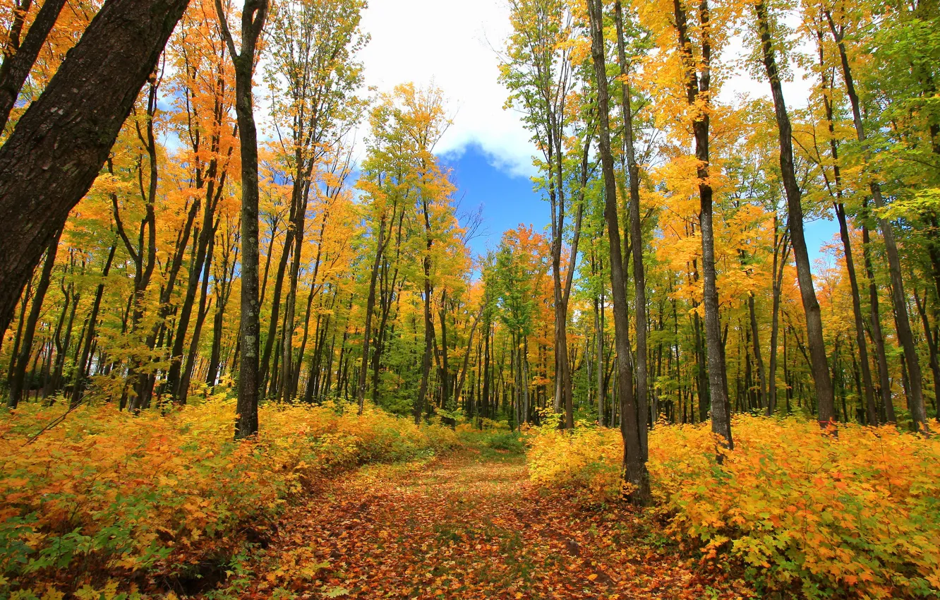 Фото обои осень, лес, фото, листва