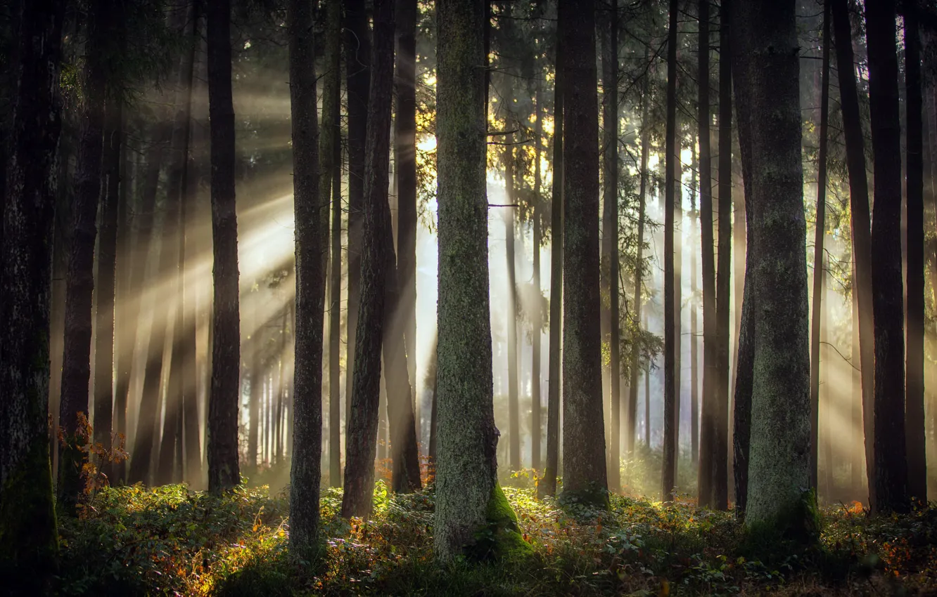 Фото обои осень, лес, свет