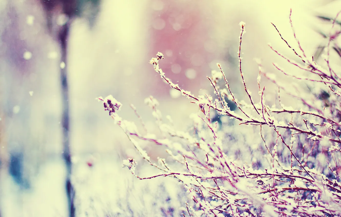 Фото обои зима, макро, снег, ветки, блики, ванилька