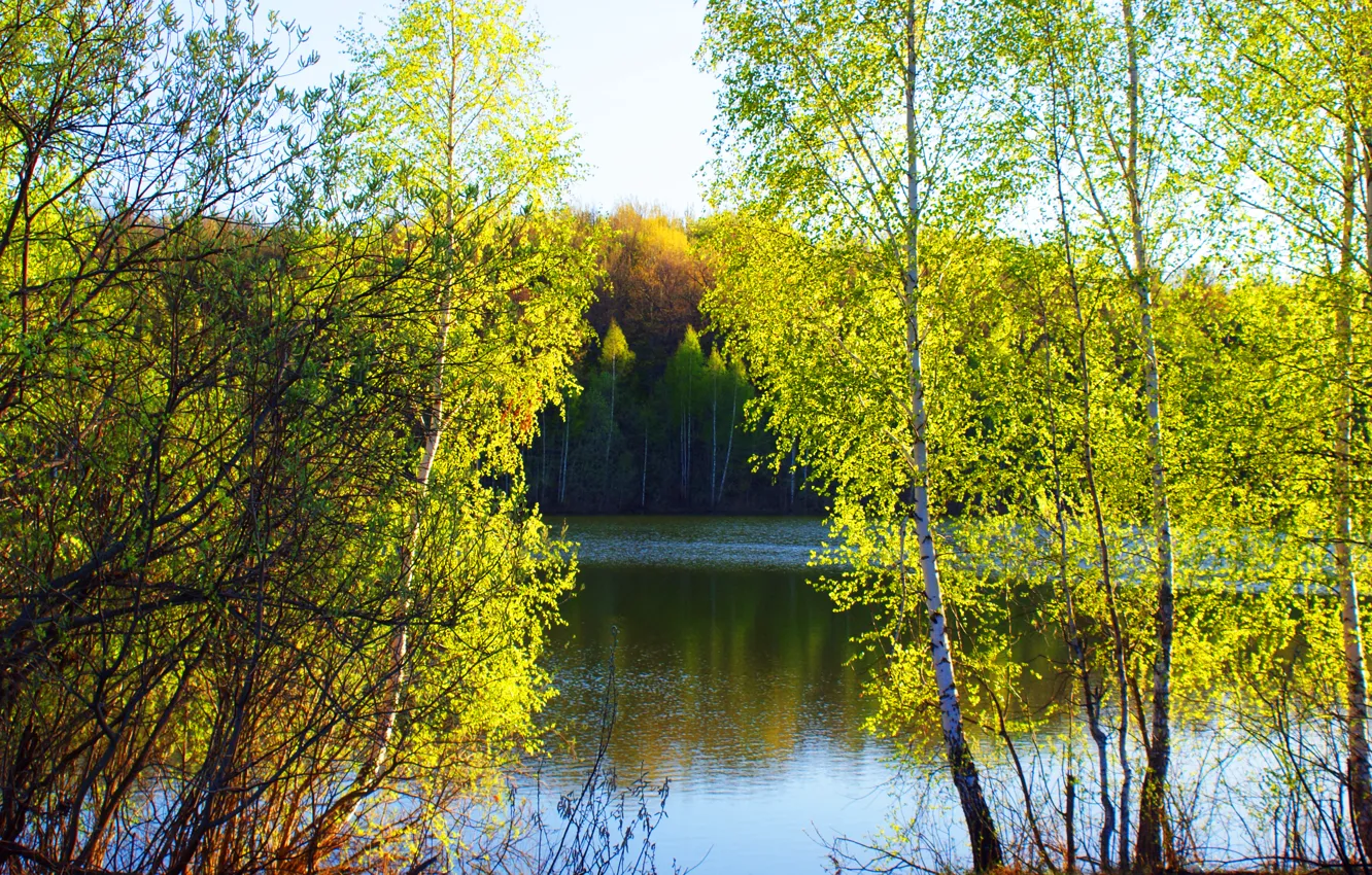 Фото обои деревья, природа, озеро, весна