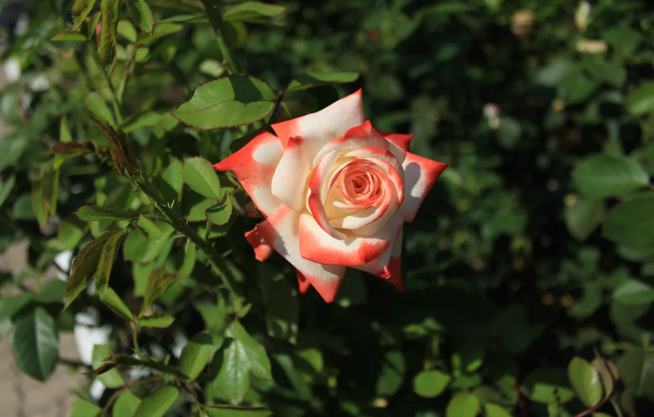 Фото обои лето, цветы, розы, Роза