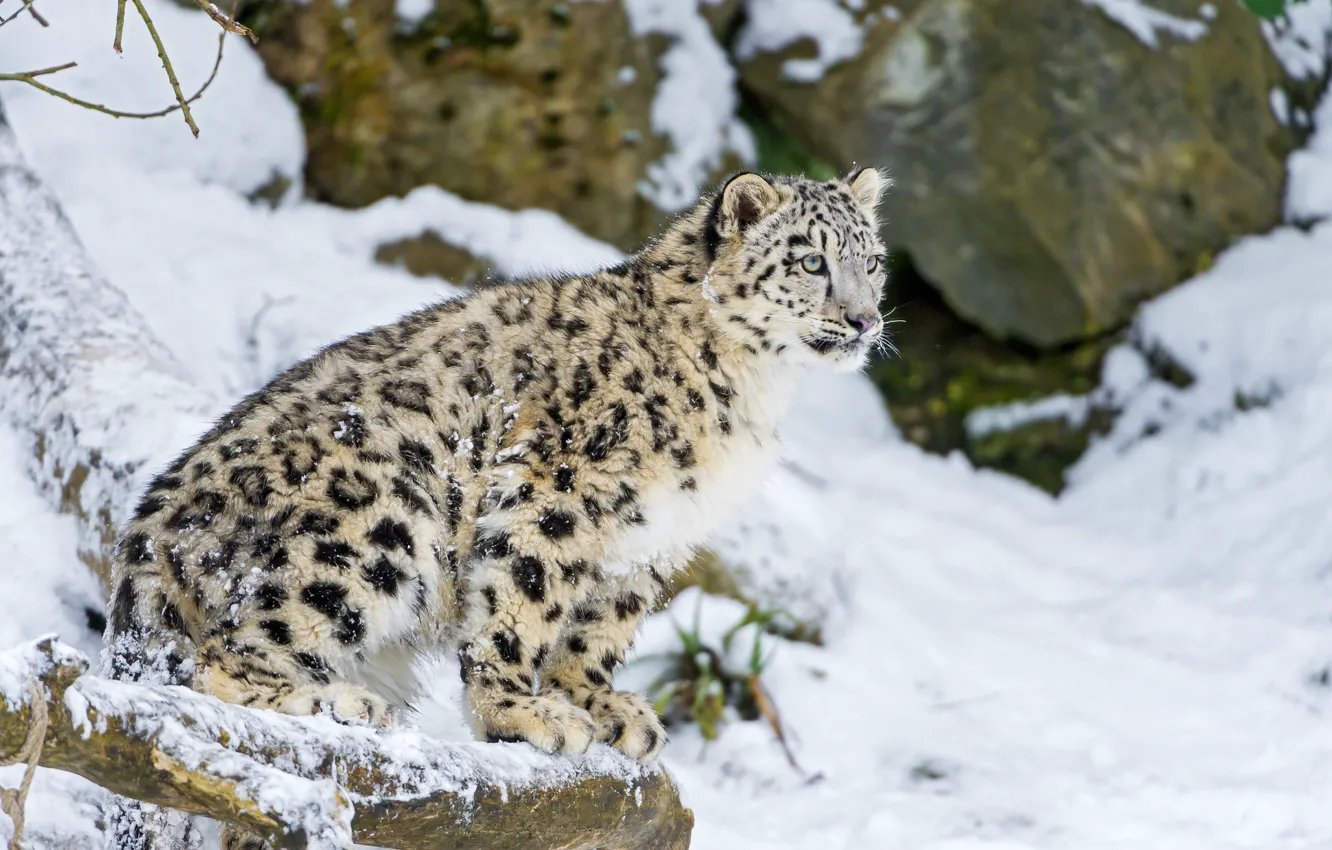 Фото обои зима, кошка, снег, котенок, ирбис, снежный барс, ©Tambako The Jaguar
