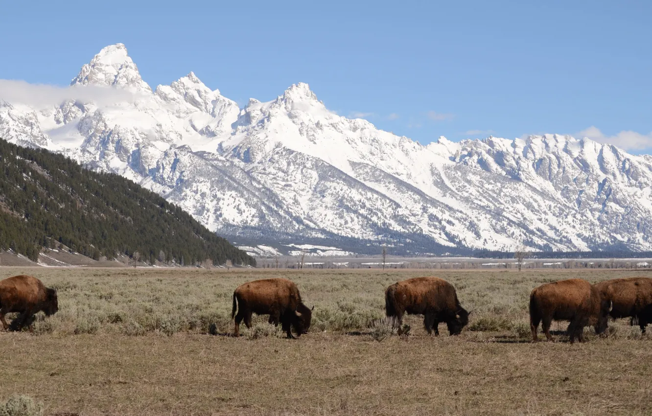 Фото обои wyoming, buffalo, bison, teton mountains, jackson hole, tetons