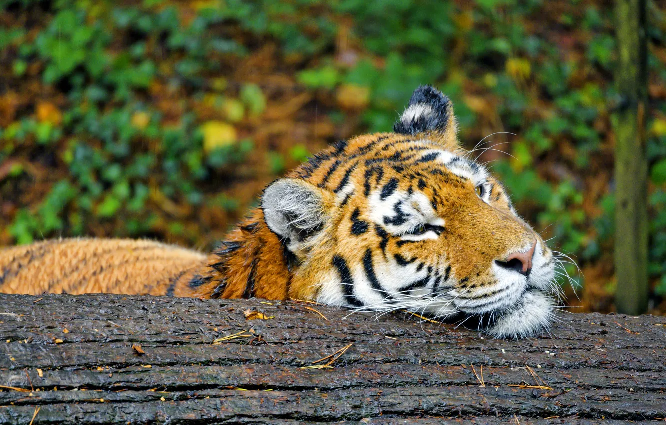Фото обои тигр, дождь, лежит, бревно