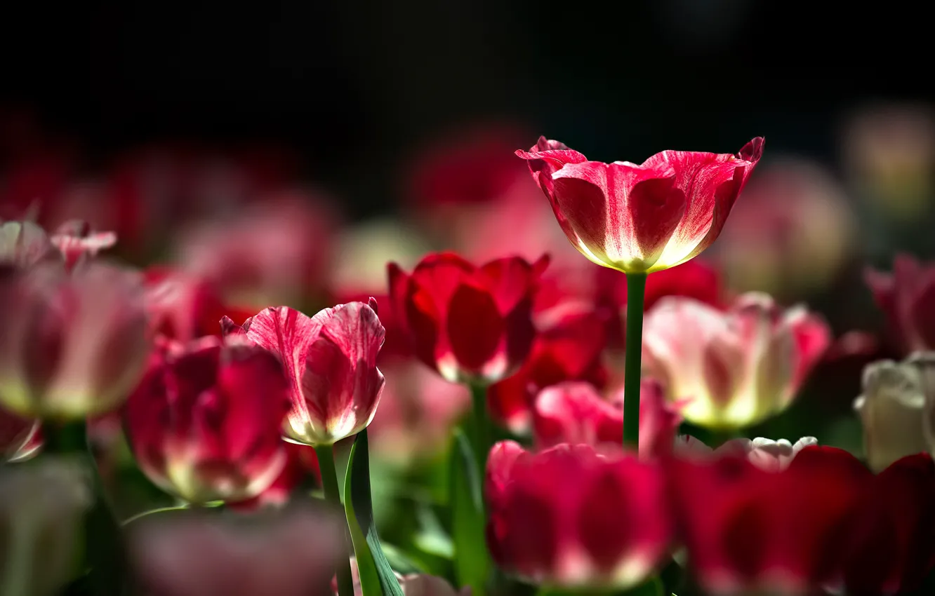 Фото обои природа, весна, лепестки, тюльпаны