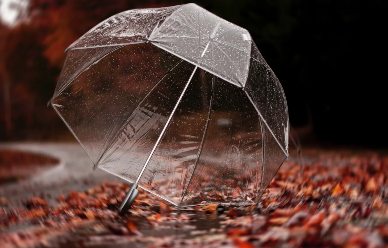 Фото обои Autumn, Rain, Umbrella
