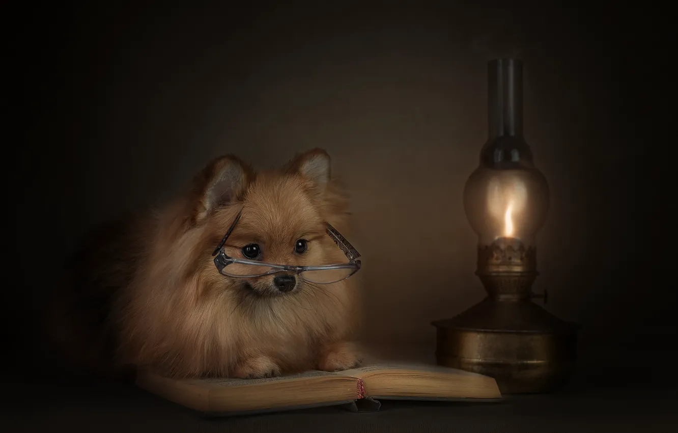 Фото обои животное, лампа, собака, очки, книга, пёс, шпиц