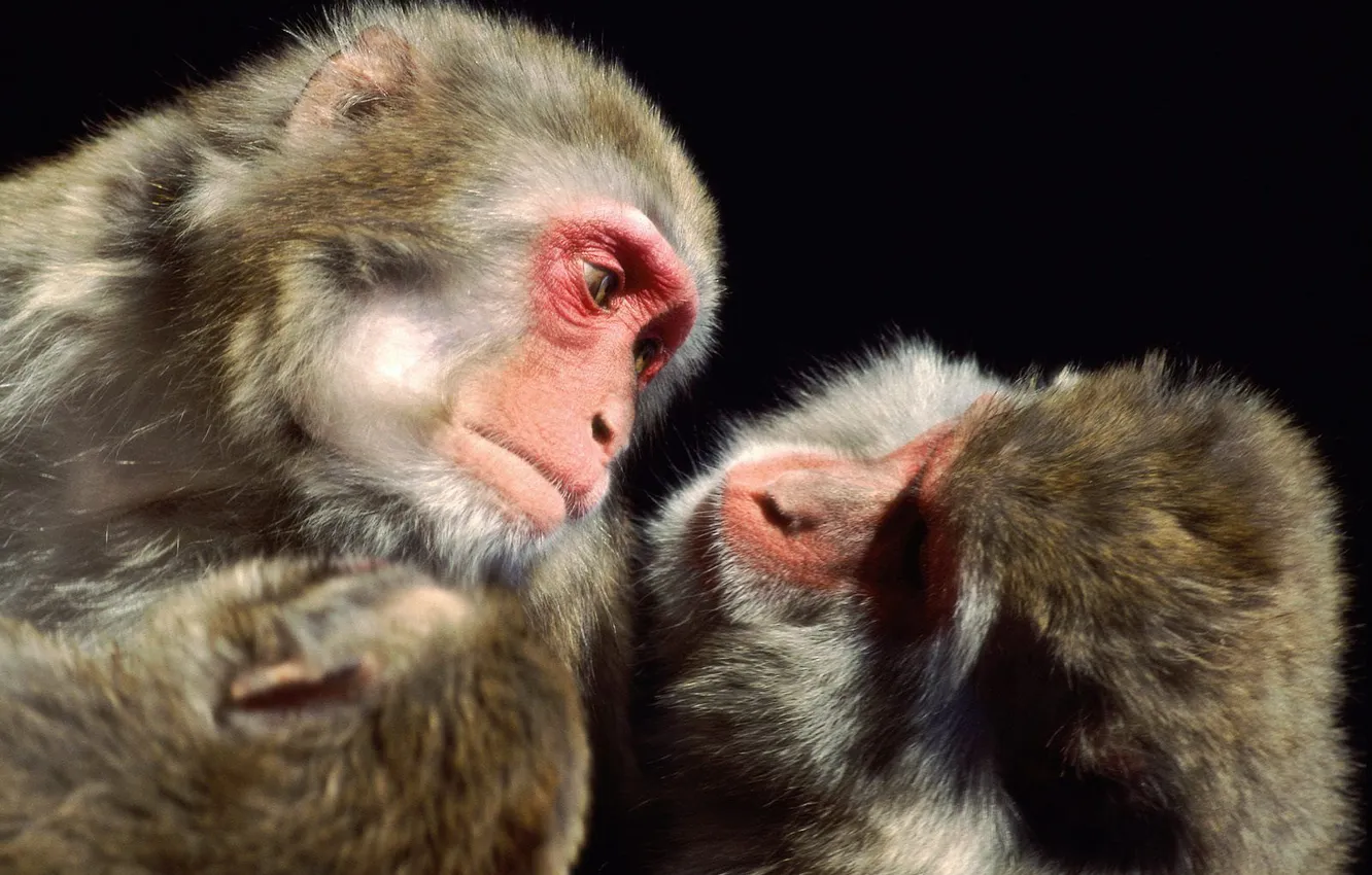 Фото обои две, обезьяны, мартышки