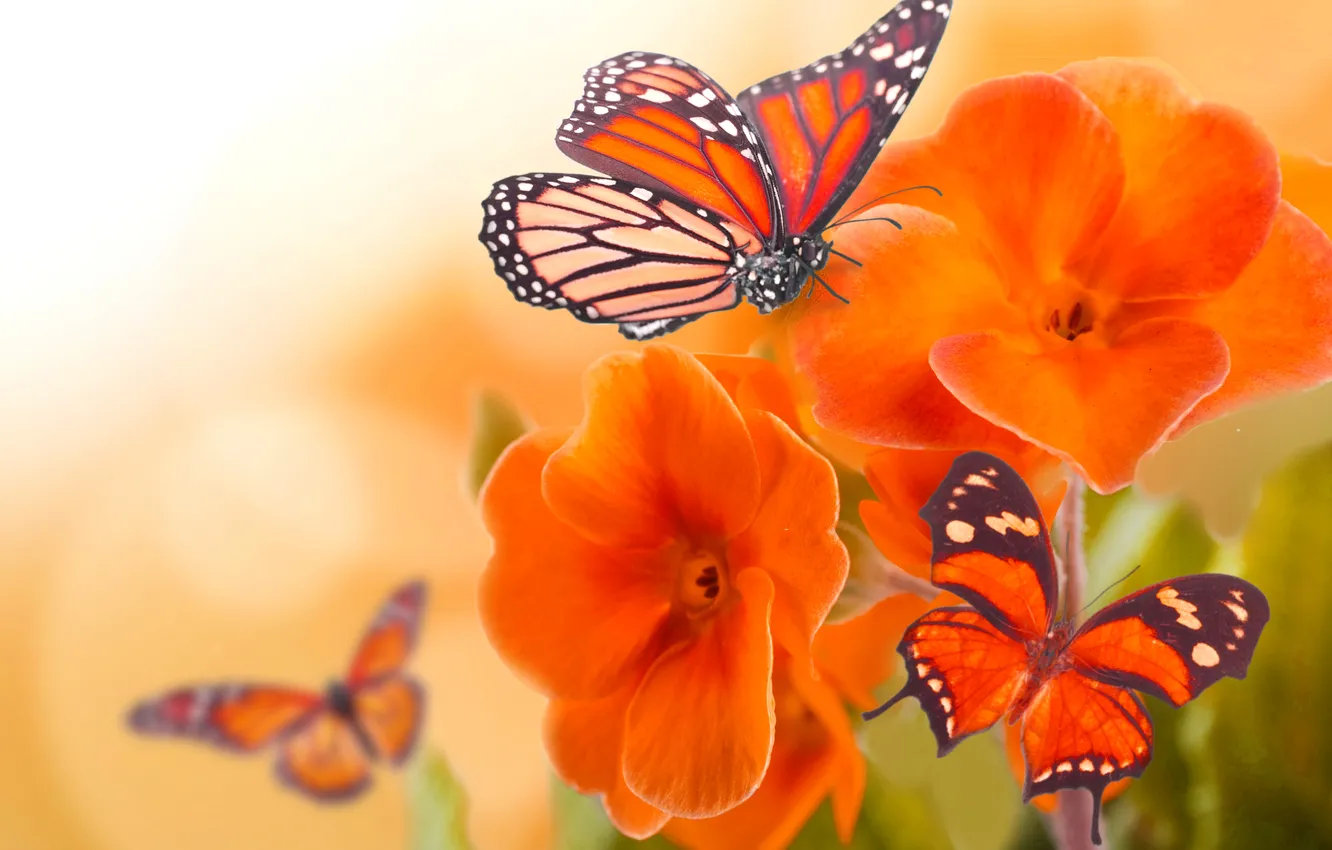Фото обои цветы, природа, коллаж, бабочка